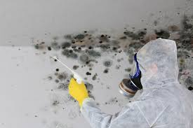 Best Basement Mold Removal  in Rialto, CA